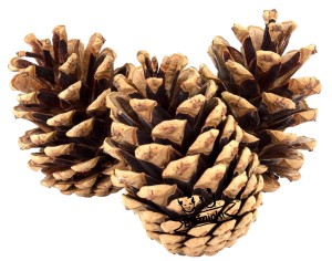 Szyszka szyszki naturalne idealne na ekologiczne dekoracje stroki ozdoby choinkowe eko dekoracje do wnętrz na szyszki na Boże Narodzenie SZYSZKI 3SZT N