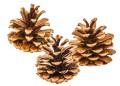 TUY56U56U46WS.jpg