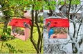 InCollage_20260715_164342362.jpg